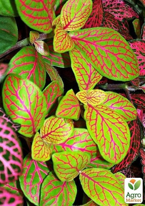 Фіттонія Френкі (Fittonia Frankie) - фото 3