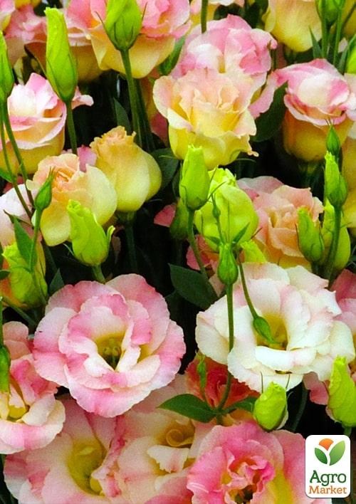 Эустома махровая "Arena Champagne" укорененная в контейнере Р9 - фото 2