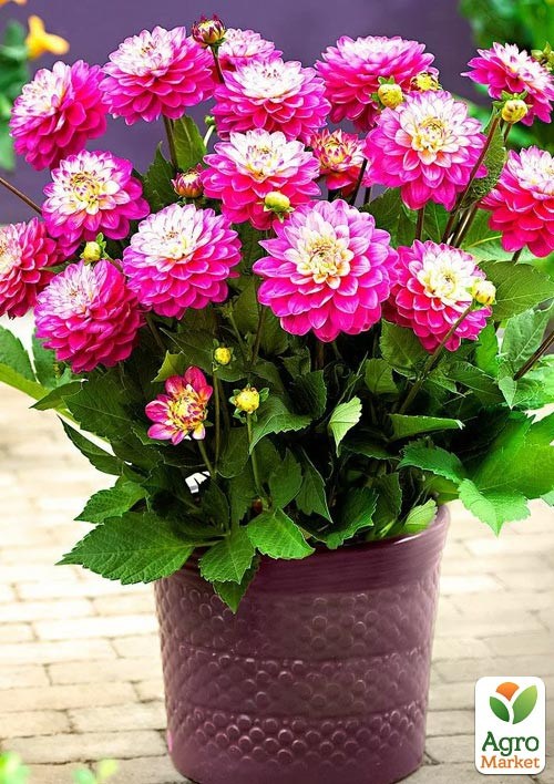 Жоржина "Melody Pink Allegro"