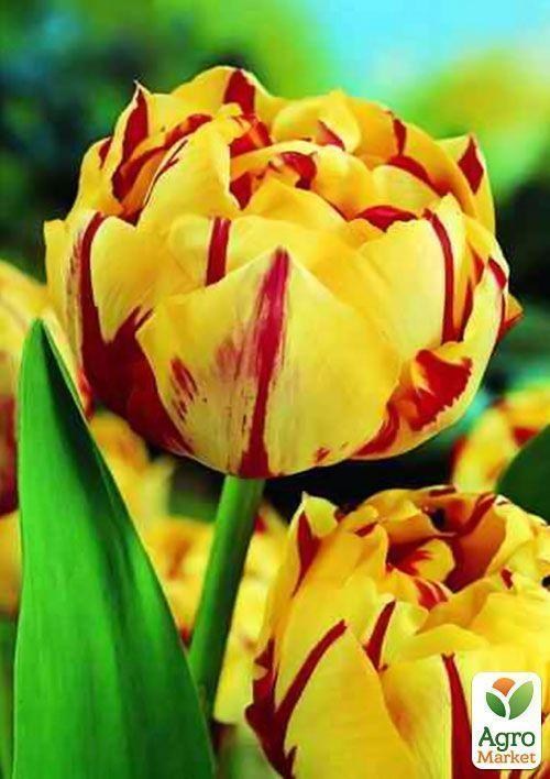 Тюльпан "Golden Nizza" 3шт в упаковке