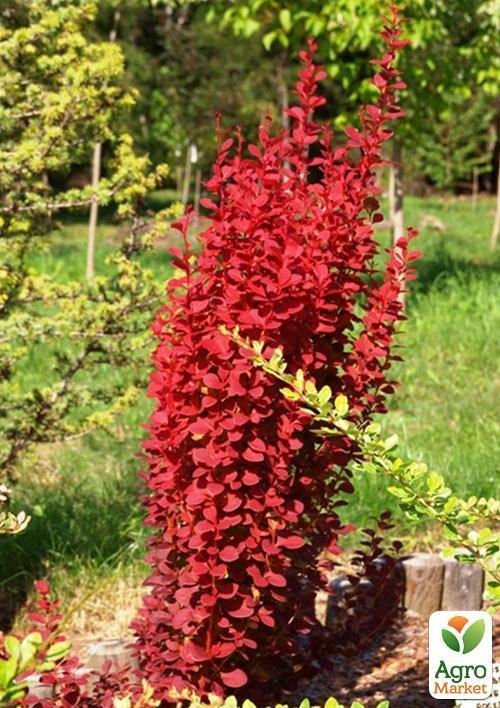 Барбарис Тунберга "Orange Rocket" (контейнер P9) - фото 7