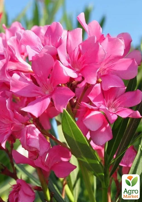 Олеандр 2-х летний "Greta" (высота 40-60см) - фото 4