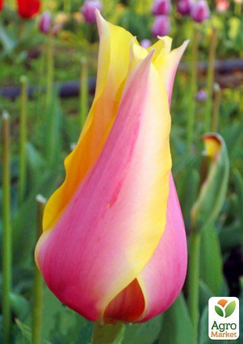 Тюльпан "Blashing Lady" 3шт в упаковке