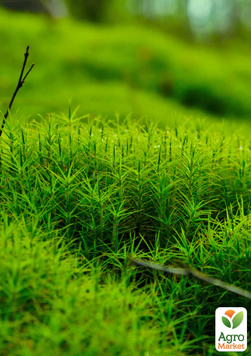 Мшанка (ирландский мох)  "Black Moss"