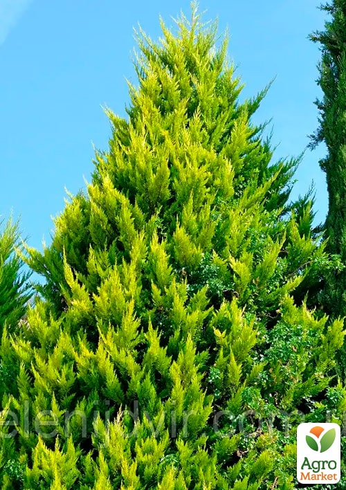 Кипарисовик "Alumi Gold Chamaecyparis" вазон П9