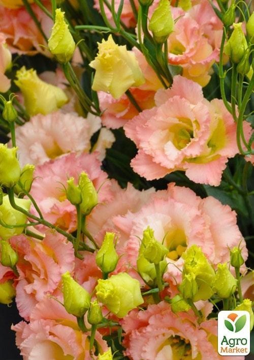 Эустома махровая "Alissa Champagne" укорененная в контейнере Р9