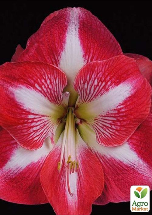 Гиппеаструм простой "Monte Carlo" (Амариллис) 1шт в упаковке