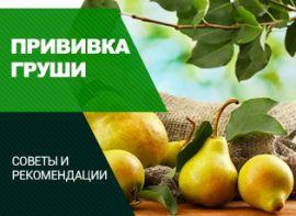 Прищепи груш: чим, коли і як - корисні статті про садівництво від Agro-Market
