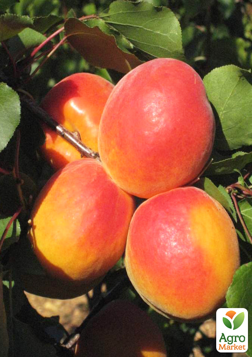 Абрикос "Анегат" (летний сорт, поздний срок созревания) - фото 4