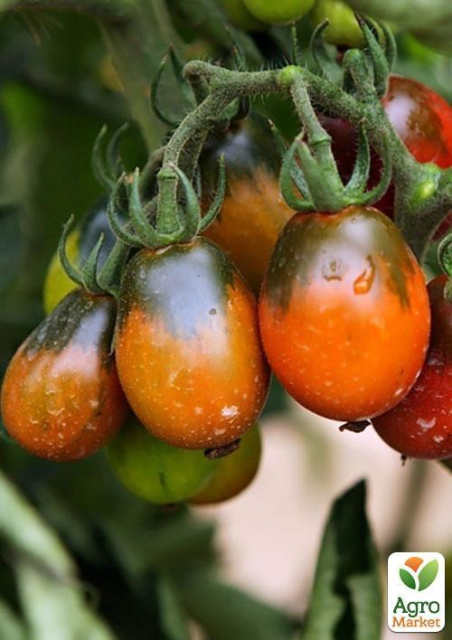 Томат "Чёрный мавр " (в банке) ТМ "Весна Органик" 3г