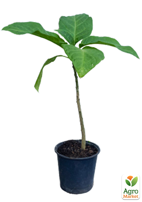 Бругмансія деревоподібна "White" - фото 2