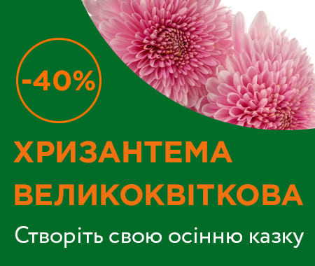 Хризантема великоквіткова -40%!