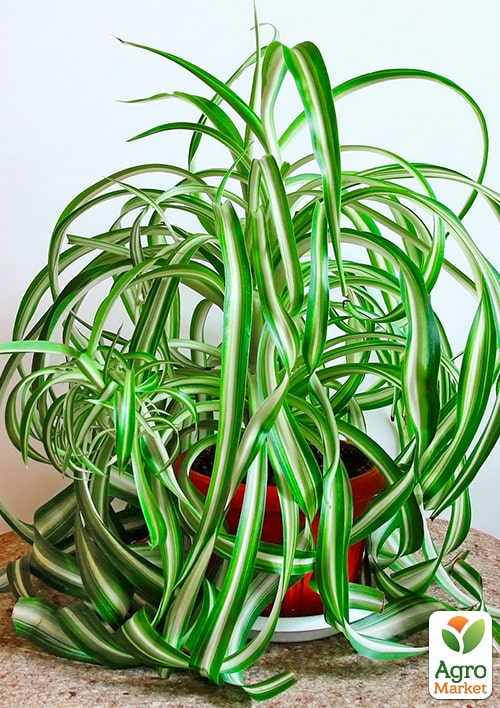 Хлорофітум кучерявий "Bonnie" - фото 2