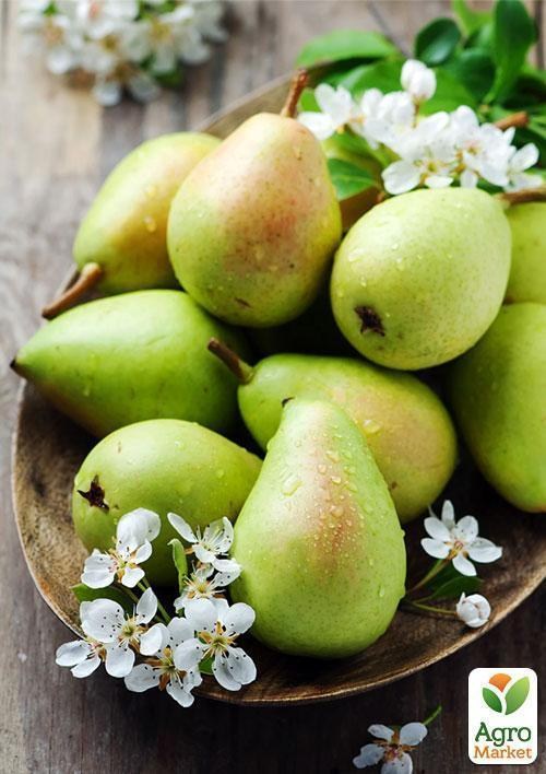 Колоновидная груша Октябрьская (осенний сорт)