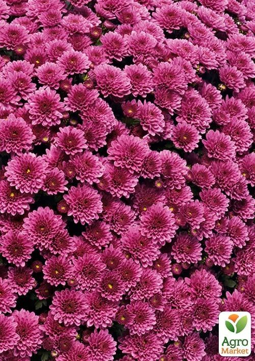 Хризантема мультифлора куляста "Staviski Purple"