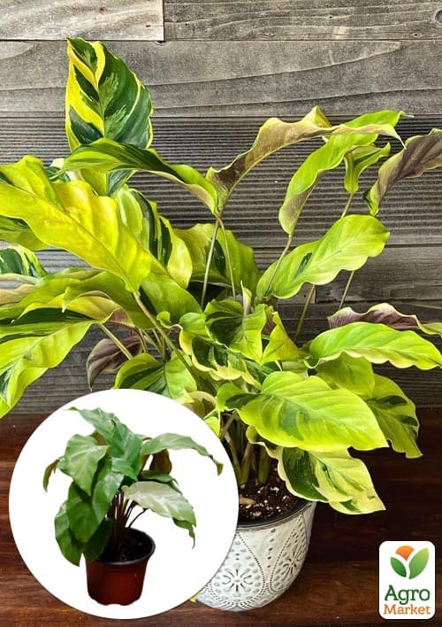 Калатея "Fusion Yellow" высота 35-45см