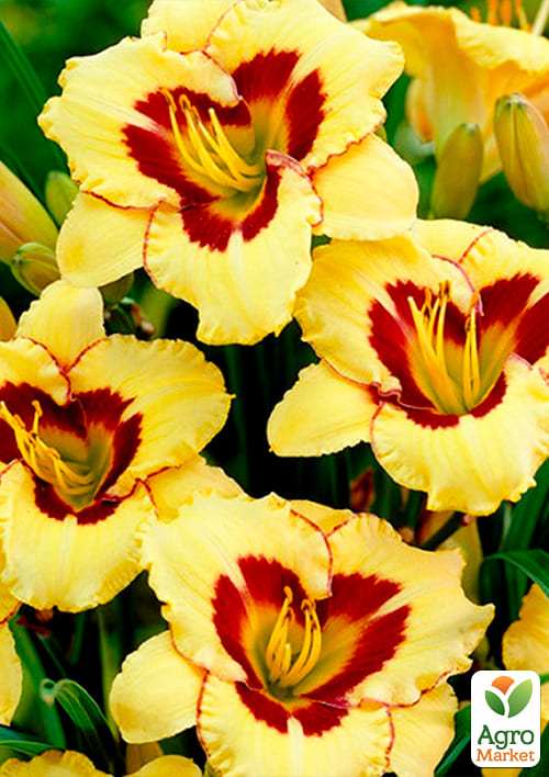 Лилейник "El Desperado" 1шт в упаковке - фото 4