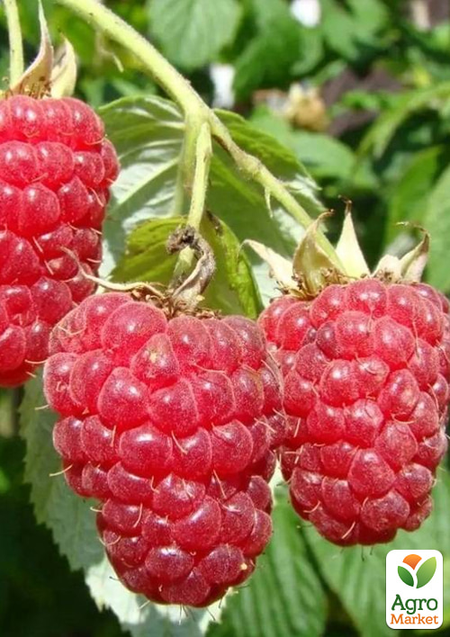 Малиновое дерево "Жар-Птица"  - фото 3