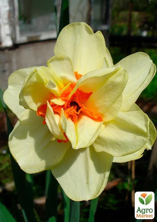 Нарцис "Double Fashion" (розмір 12/14, великий) 2шт в упаковці