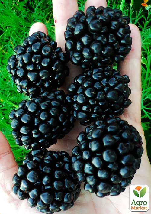 Ожина гігант, пізньостиглий сорт "Кіова" (Ciova)