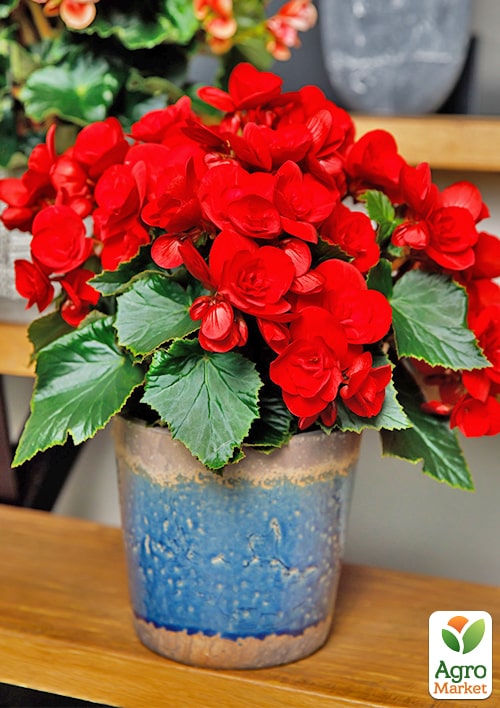 Бегония цветущая "Baladin" - фото 7