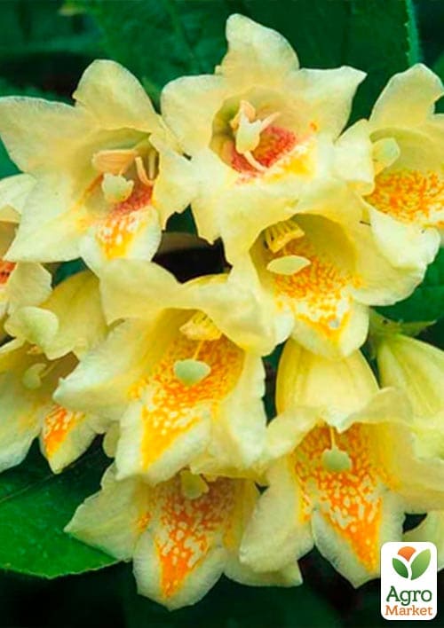 Вейгела «Міддендорфа» (Middendorffiana) - фото 5