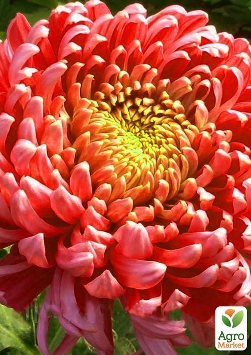 Хризантема срезочной "Джакоб Лейн"