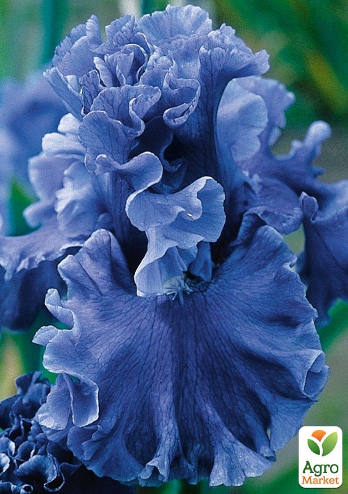 Ірис бородатий великоквітковий "Honky Tonk Blues"