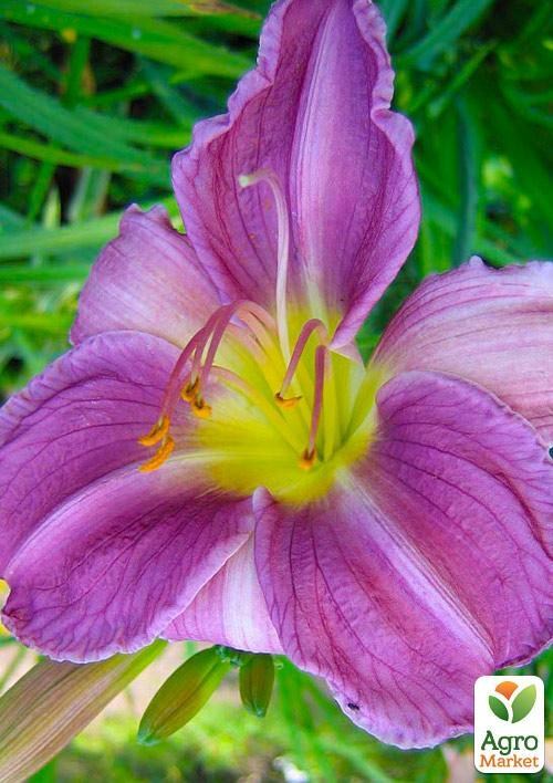 Лілійник "Blue Sheen" 1шт в упаковці