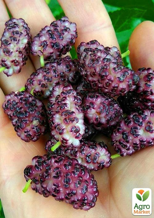 Шелковица нежно розовая "Мереживо"  (средний срок созревания)