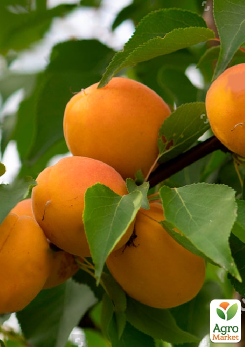 Абрикос "Сюрприз" (летний сорт, средний срок созревания) - фото 4