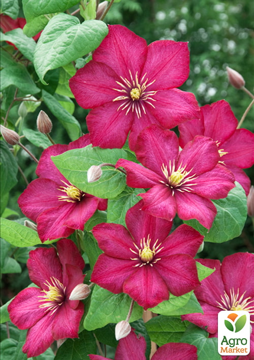 Ексклюзив! Клематис "Солодке життя" (La dolce vita) (великоквітковий сорт)