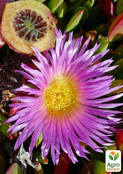 Карпобротус їстівний "Carpobrotus Edulis" (екзотичний сукулент)