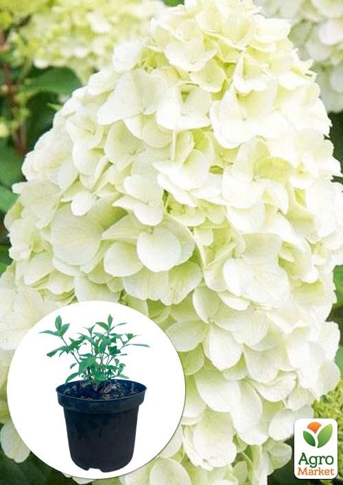 Гортензія 3-х річна волотиста "Hercules"