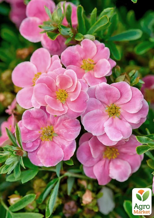 Лапчатка Кустарниковая "Pink Beauty"