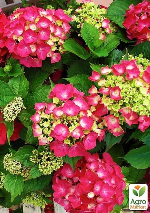 Гортензія крупнолиста рожево-червона "Люцифер" (Leuchtfeuer) - фото 8