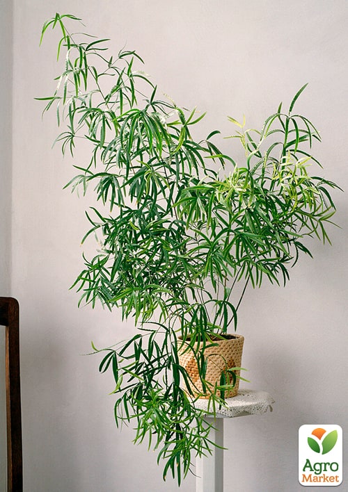 Аспарагус "Falcatus" висота 25-35см