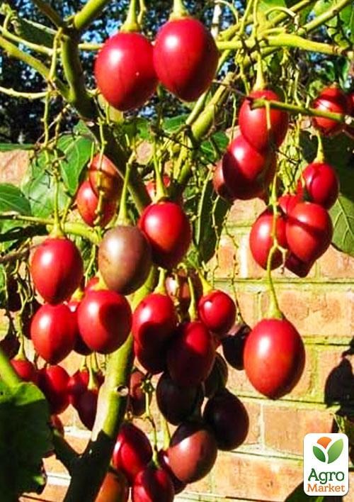 Тамарилло(томатное дерево) экзклюзив NEW