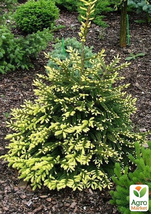 Ялина східна "Aureospicata" С4, висота 40-50см - фото 3
