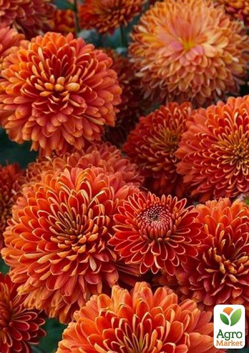Хризантема Садовая "Expensive Terracotta" (высота 30-50см) - фото 2