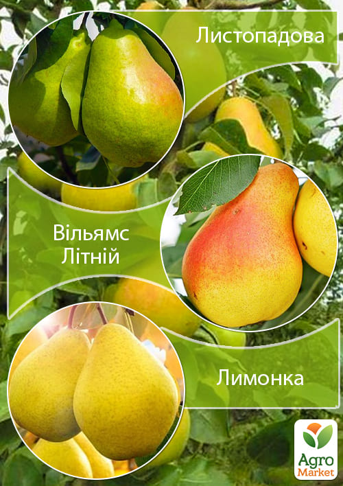 Дерево-сад Груша "Листопадова+Лимонка+Вільямс Літній"