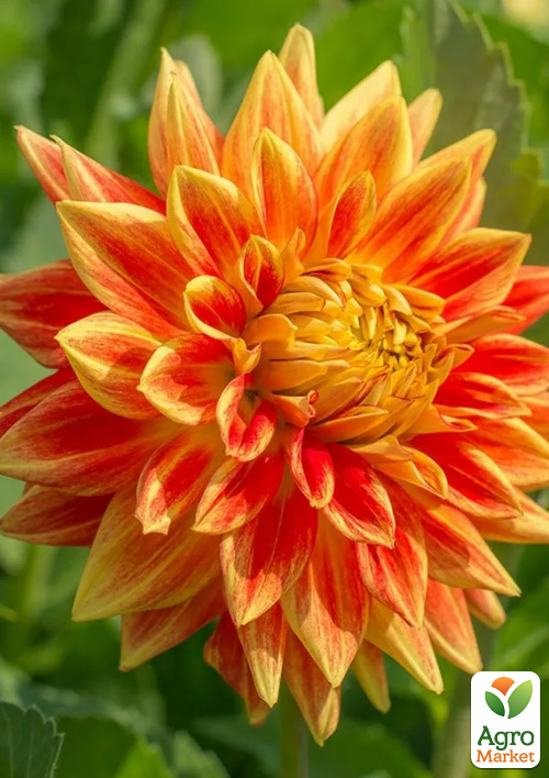 Георгина "Sun Explosion"
