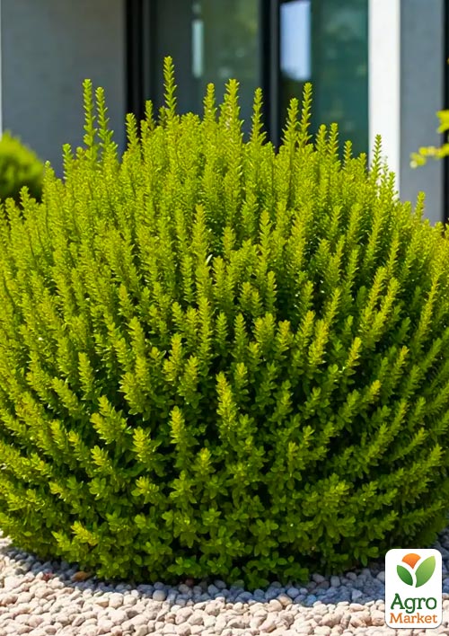 Хебе "Emerald Green" (вічнозелена компактна багаторічна рослина)