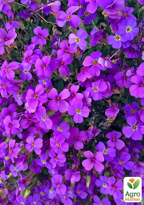 Обриета "Purple Cascade " (контейнер Р9) - фото 2