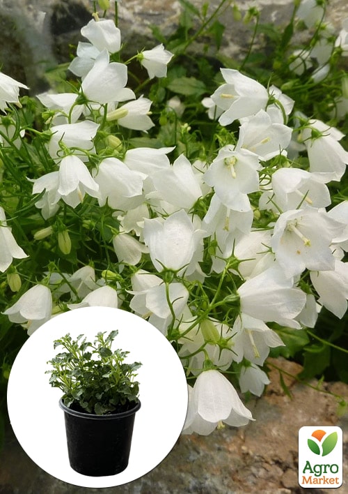 Кампанула "Clips White"