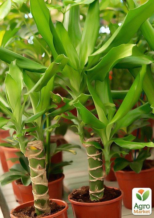 Драцена Стеднері "Dracaena frag. Steudneri" дм 11см вис. 40 см