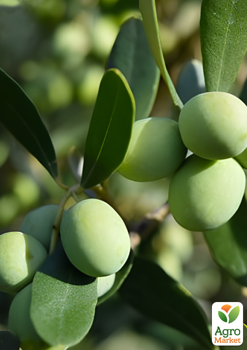 Оливкове дерево "Cipressino" вазон Р9