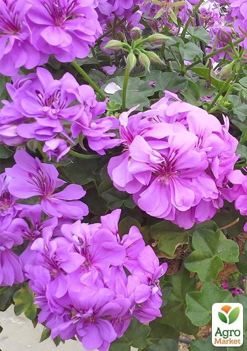 Пеларгония ампельная "Amelit" (контейнер № 10, высота 10-20 см) - фото 2