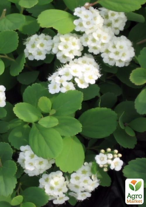 Спирея березолистная контейнер 3л