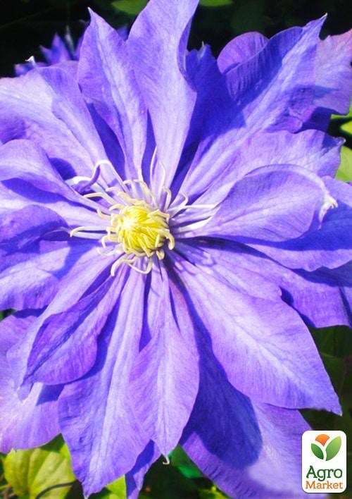 Клематис 3-х річний "Daniel Deronda" С2 - фото 4